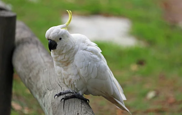 Cacatúa Viga Madera Cacatúa Crestada Azufre Victoria Australia — Foto de Stock