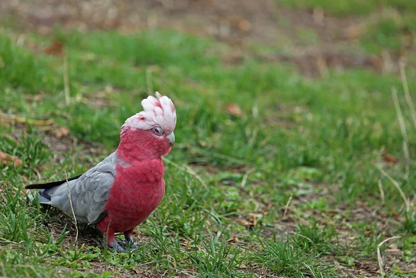 Galah Pink Gray Cockatoo Victoria Australia — 图库照片
