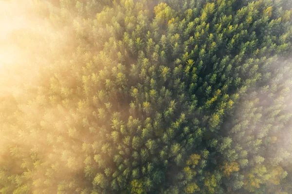 Foggy Taiga Bosque Bajo Luz Del Sol Oro Salida Del — Foto de Stock