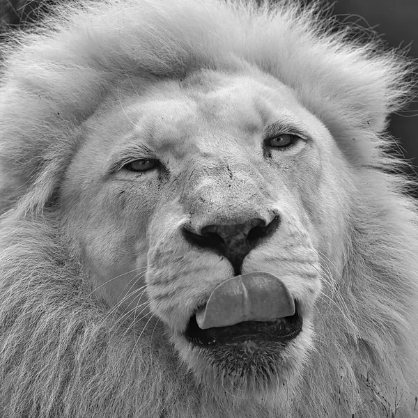 Portrait Lion Noir Blanc — Photo