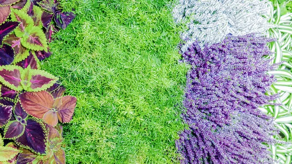 不同颜色的植物与花卉背景 — 图库照片