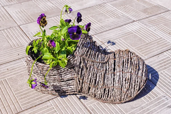 Decorative pots in the form of a shoe with flowers pansies — Stock Photo, Image