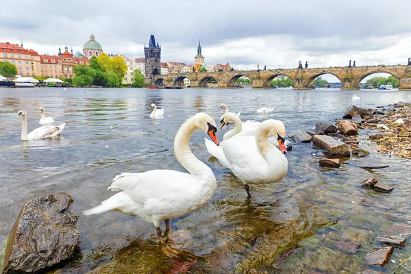 Swans on the background of Charles Bridge in Prague, Czech Repub — Stock Photo, Image