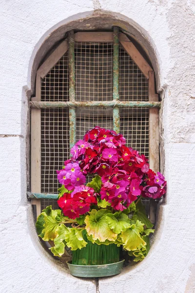 Red flowers on an oval window