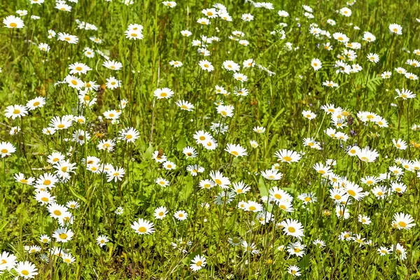 Field with chamomile flowers — Stock Photo, Image