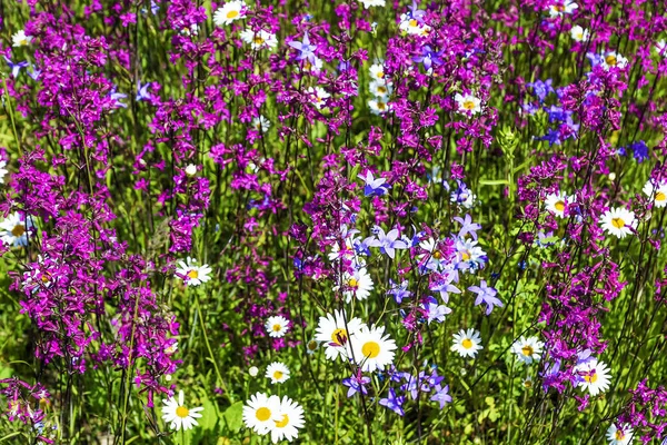 Background of flowering meadow flowers — Stock Photo, Image