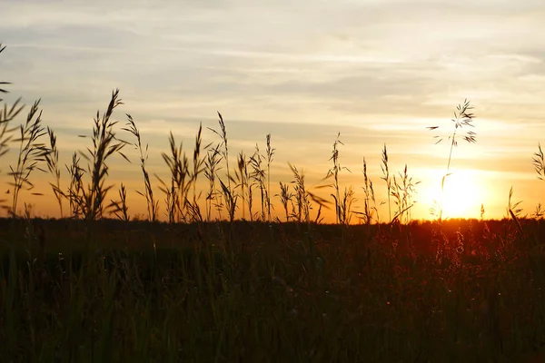 Campo de hierba sobre fondo de puesta del sol — Foto de Stock