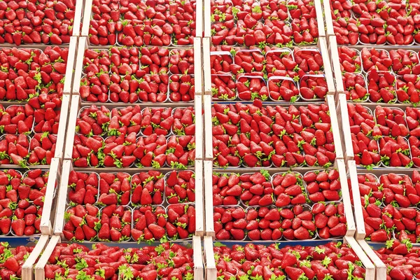 Ripe strawberry in boxes on the market — Stock Photo, Image