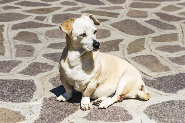 Chien drôle sur les pavés qui plissent au soleil — Photo