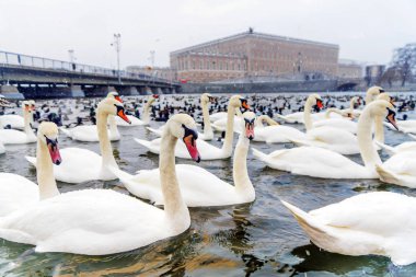 Kış Stockholm İsveç'te