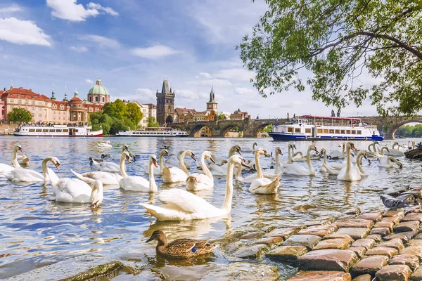 Лебеди на фоне Карлова моста в Праге, Чешский Репуб — стоковое фото