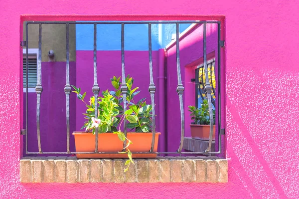 Bright facade with a window and a flower — Stock Photo, Image