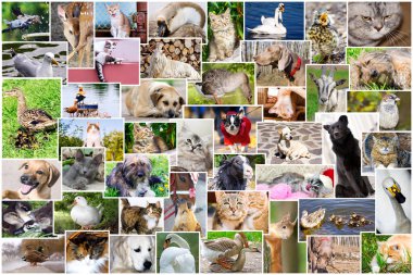 Collage of photos of pets and birds clipart