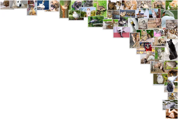Collage Von Fotos Von Haustieren Und Vögeln Und Text Ort — Stockfoto