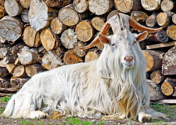 Goat Big Horns — Stock Photo, Image