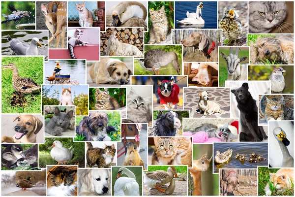 Collage Fotos Mascotas Pájaros Imágenes De Stock Sin Royalties Gratis