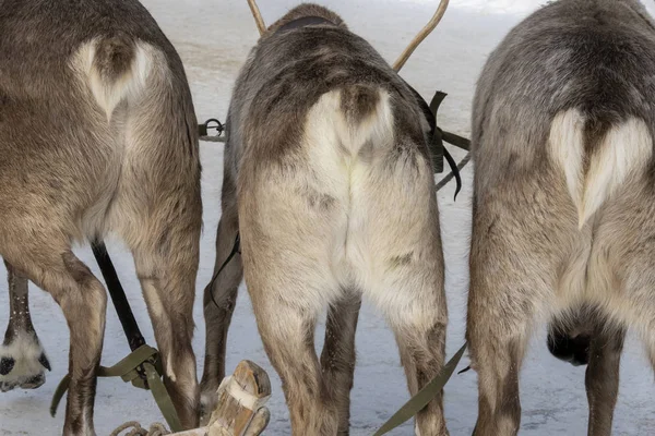 Deer hind legs Stock Photos, Royalty Free Deer hind legs Images | Depositphotos Deer hind legs Stock Photos, Royalty Free Deer hind legs Images | Depositphotos
