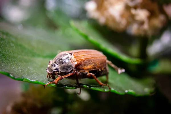 Käfer Auf Einem Grünen Blatt — Stockfoto