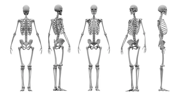 Szkielet człowieka ustawić renderowania 3d — Zdjęcie stockowe