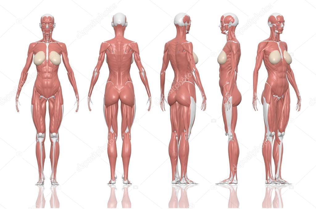 Human anatomy female muscles. 3D illustration and paths di cut inside.
