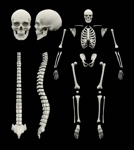Wervelkolom en skelet 3D-rendering — Stockfoto