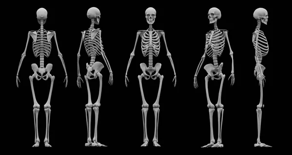 人間の骨格は、バックの背景に 3 d レンダリングを設定. — ストック写真