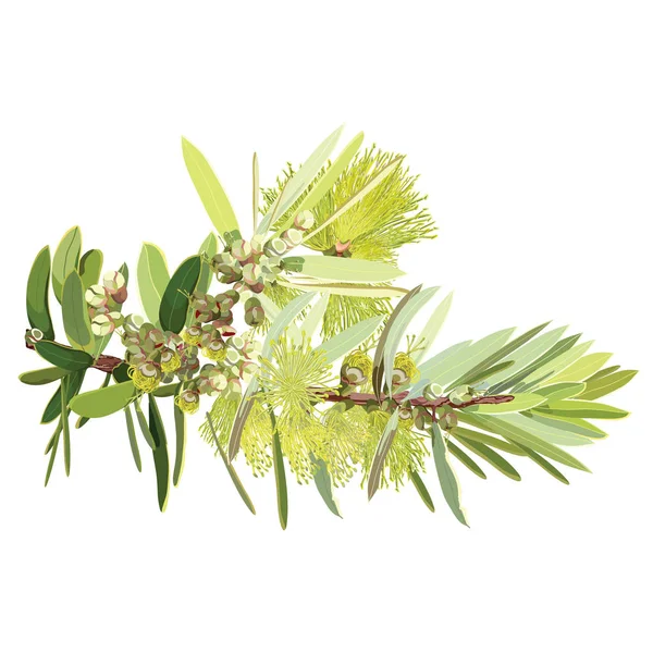 Avustralya sarı Bottlebrush vektör çiçek