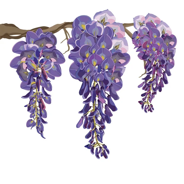 Illustration vectorielle de la glycine pourpre — Image vectorielle