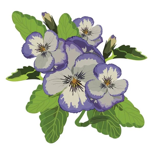 Gerçekçi Voilet Hercai Menekşe çiçek illüstrasyon vektör