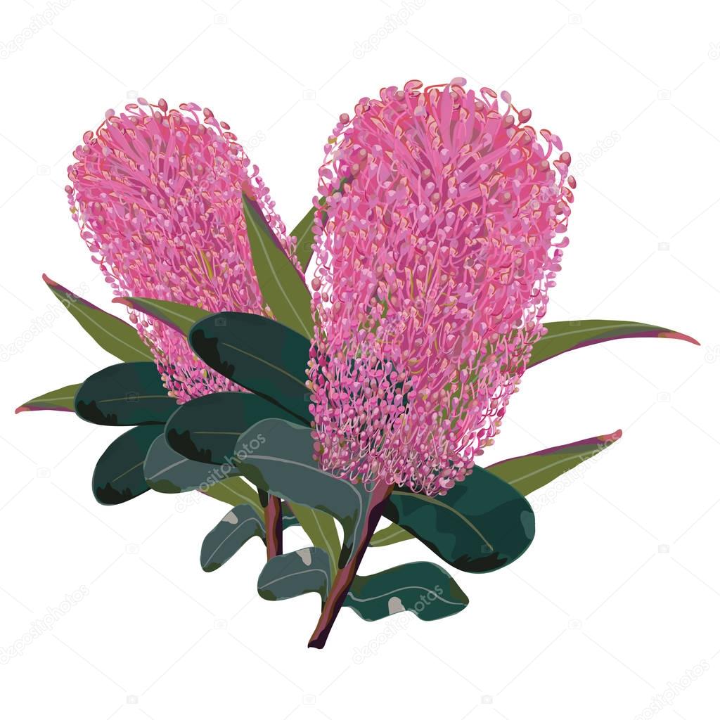 Pink Flowering Banksia Vector Illustration