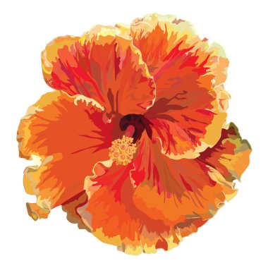Turuncu Çift Hibiscus vektör 