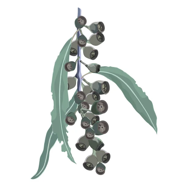 Okaliptüs şube ile tohum vektör