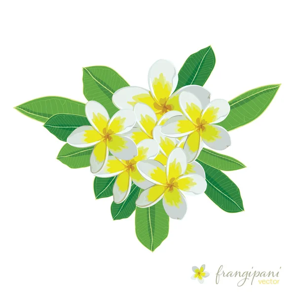 Frangipani flores ramo Vector — Vector de stock