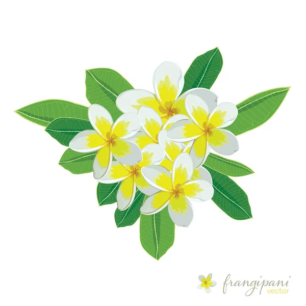 Frangipani çiçek buketi vektör