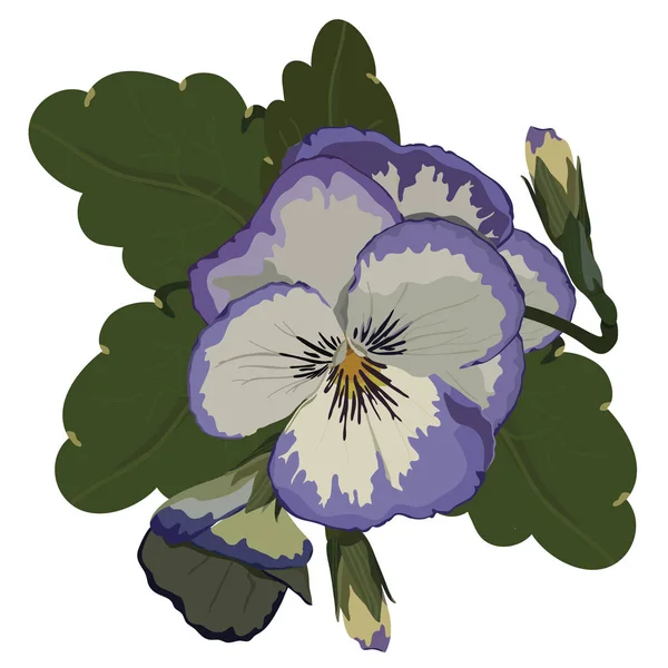 Ilustrasi vektor Voilet Pansy Flowers - Stok Vektor