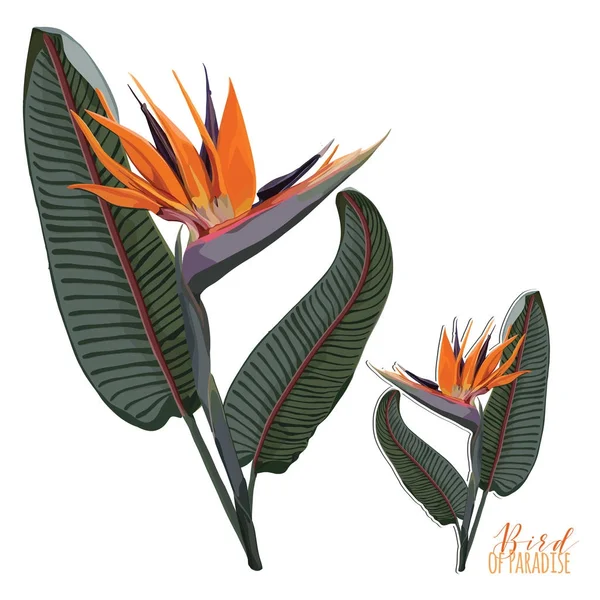 Gerçekçi tropikal cennet kuşu vektör