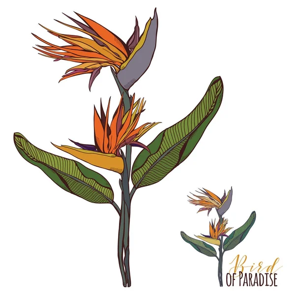 Cennet kuşu retro tarzı vektör