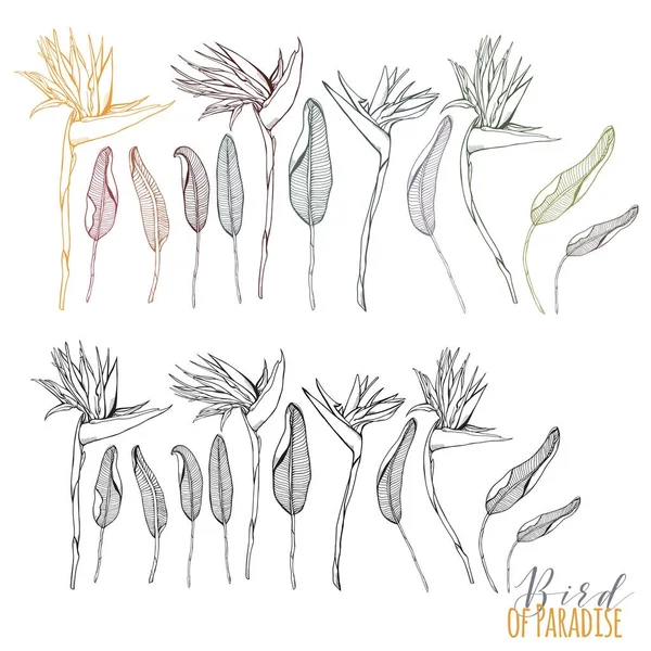 Cennet kuşu Retro çizilmiş koleksiyonu