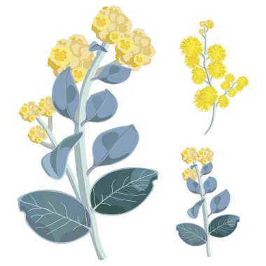 Wattle çiçek ve yaprakları Set