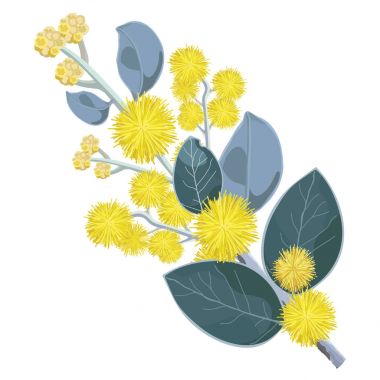Altın Wattle çiçek vektör çizim