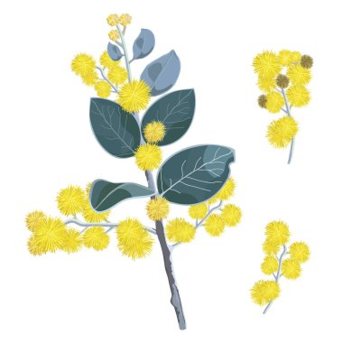 Golden Wattletree Flowers Vector Illustration on a white background clipart