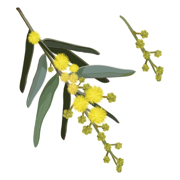 Árbol Amarillo Natural Del Wattle — Vector de stock