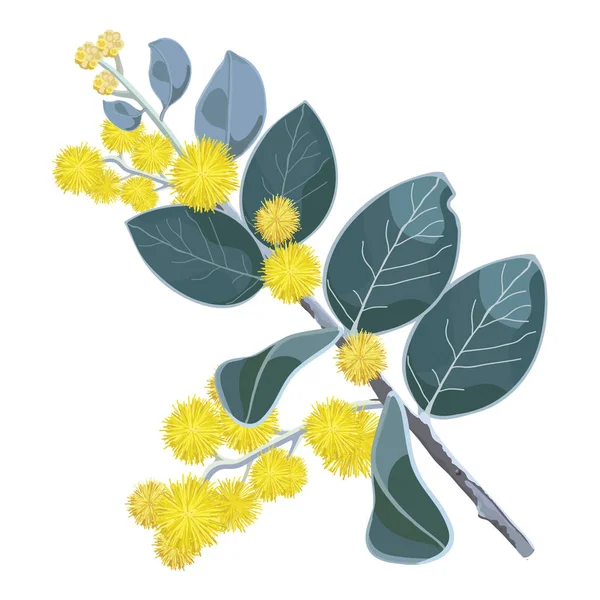 Flor dorada Wattle Tree Flowers — Vector de stock