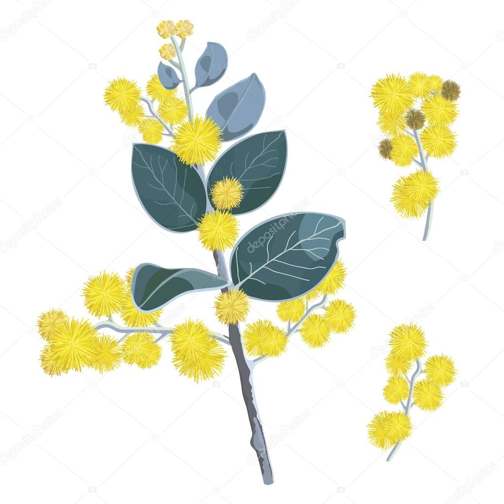 Golden Wattletree Flowers Vector Illustration on a white background
