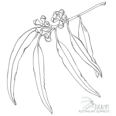 Eucalypt Avustralya deniz