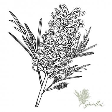Grevillea Australian Wildflower Vector clipart