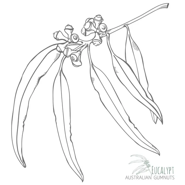 Eucalypt Avustralya deniz