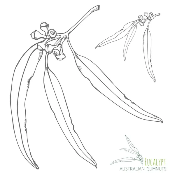 Deniz tohum ve yaprakları Retro tasarımı çizilmiş vektör