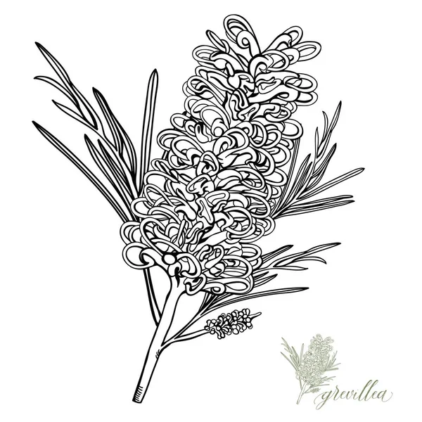 Grevillea Wildflower australiano Vector —  Vetores de Stock