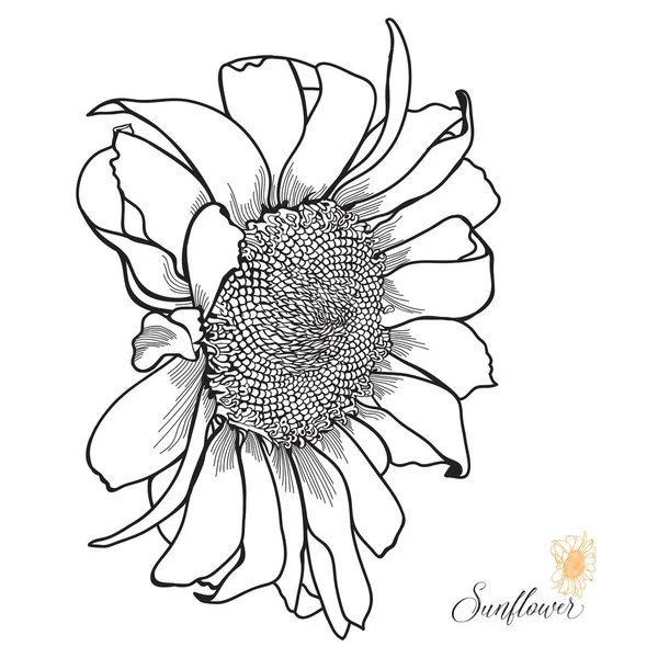 Gambar tangan Bunga Matahari - Stok Vektor